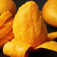 Xoài cát Hòa Lộc chín tươi ngon, chuẩn VietGAP